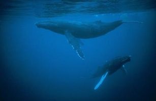 Balena fatti