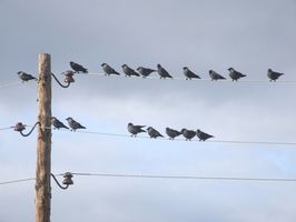 Perché posatoio uccelli sulle linee elettriche?